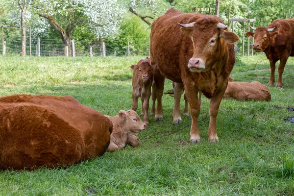 Gado Doméstico Pasto — Fotografia de Stock