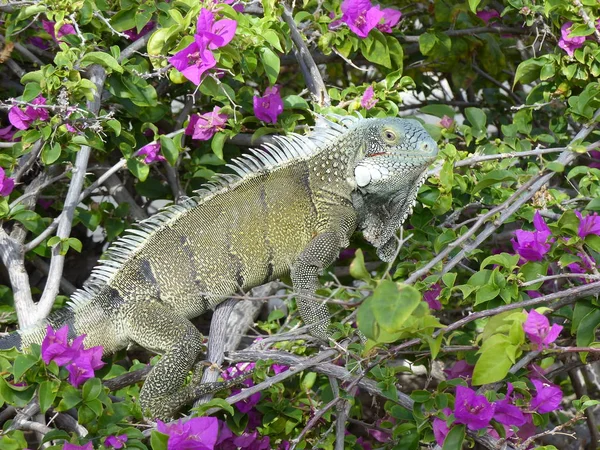 Animal Exotique Iguane Lézard — Photo