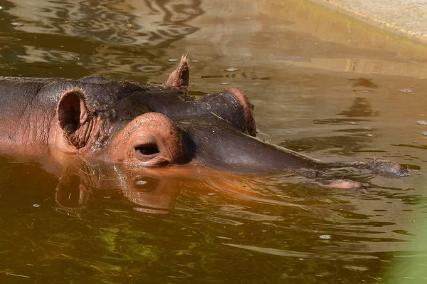 Hipopótamo Animal Vida Silvestre Hipopótamo —  Fotos de Stock