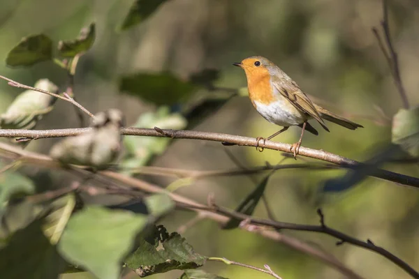 Robins Las Ramas Los Árboles — Foto de Stock