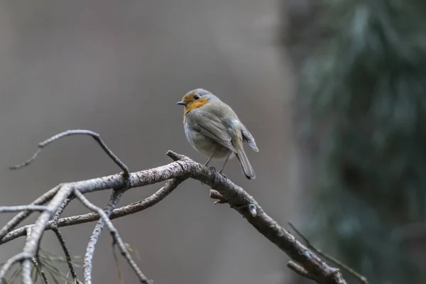 Vacker Utsikt Över Vackra Robin Fågel Naturen — Stockfoto