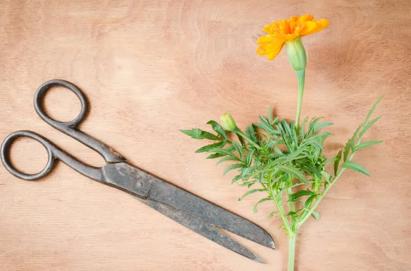 Antiguas Tijeras Venecianas Flores Caléndula Una Solapa Sobre Fondo Madera — Foto de Stock