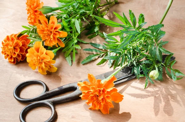 Fondos Floristerísticos Con Antiguas Tijeras Época Flores Caléndula Sobre Fondo —  Fotos de Stock