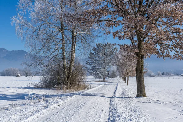 Baumallee Winter — Stockfoto