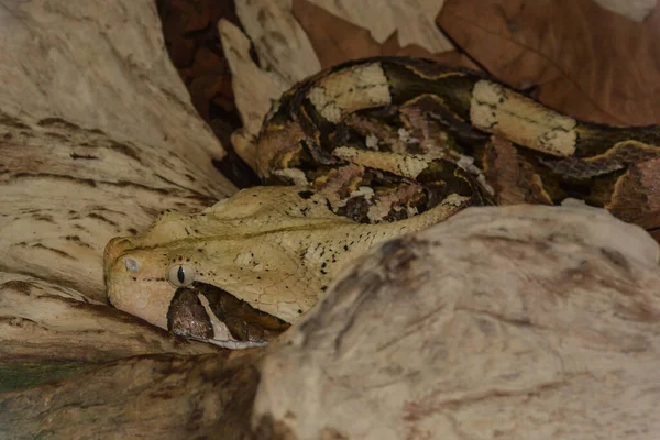 Gabon Adder Een Boomstam — Stockfoto