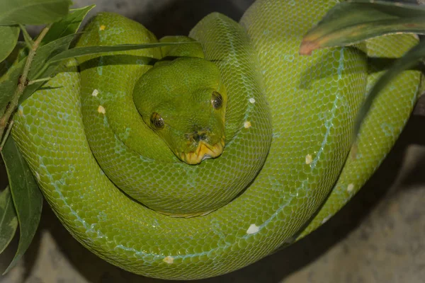 Grüne Baumpython Auf Seiner Unterdrückung Schnell — Stockfoto