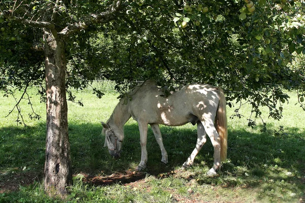 Милий Кінь Дикій Природі — стокове фото