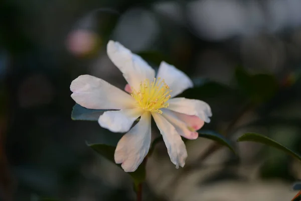 Sluiten Van Een Camellia Bloesem — Stockfoto