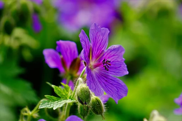 Kwiaty Bociana Dzioba — Zdjęcie stockowe