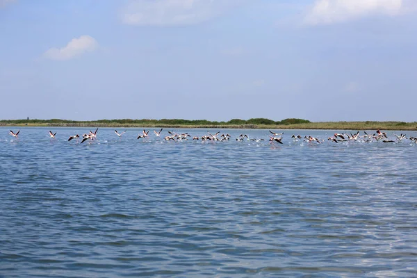 Flock Pink Flamingos Water Delta Del Italy — Stock Photo, Image