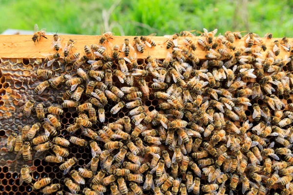 Ομάδα Βασίλισσας Μέλισσας Αρπακτικό Αγροτική Ζωή Μελισσοκομία — Φωτογραφία Αρχείου