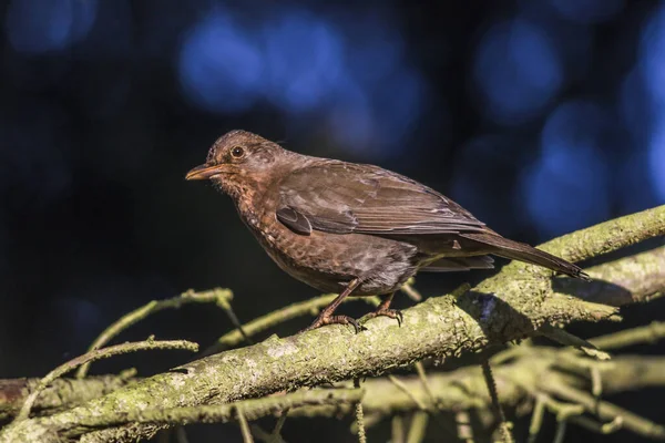 Blackbird Está Sentado Nos Ramos — Fotografia de Stock