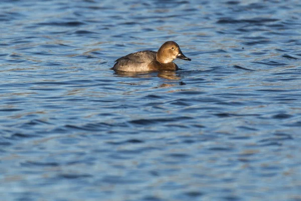 Pochard Water — стоковое фото