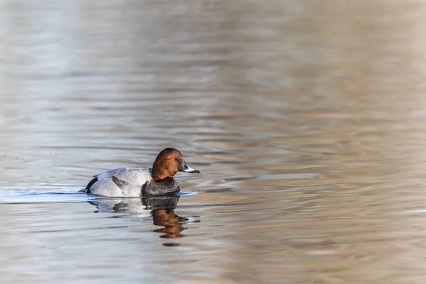 Pochard Agua —  Fotos de Stock