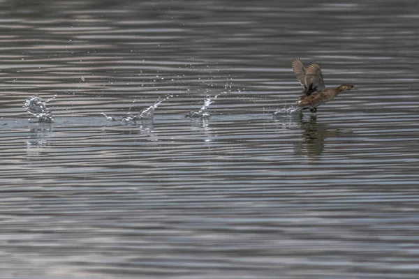 Petit Grèbe Butinant Sur Lac — Photo