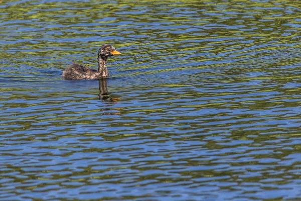 Petit Grèbe Butinant Sur Lac — Photo