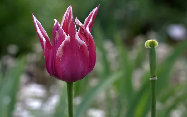 Tulipán Kvetoucí Květiny Přírodě Flóra Tulipány — Stock fotografie