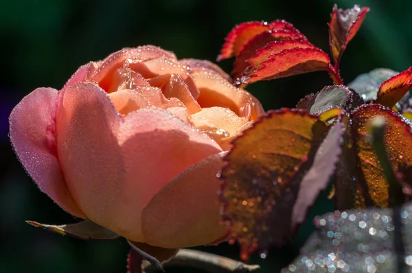 Rose Sommerlied Morgentau Dornen Ungewöhnlich Rosa Lachs — Stockfoto
