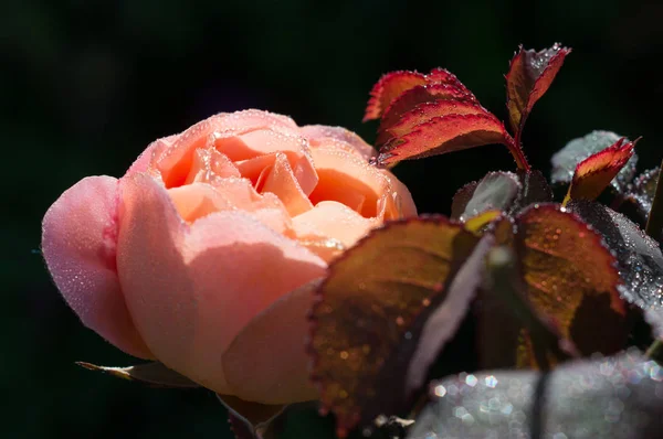 Rose Summer Song Morning Dew Thorns Unusual Pink Salmon — Stock Photo, Image