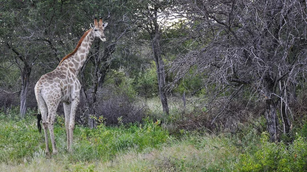 high giraffe animal, African herbivore mammal
