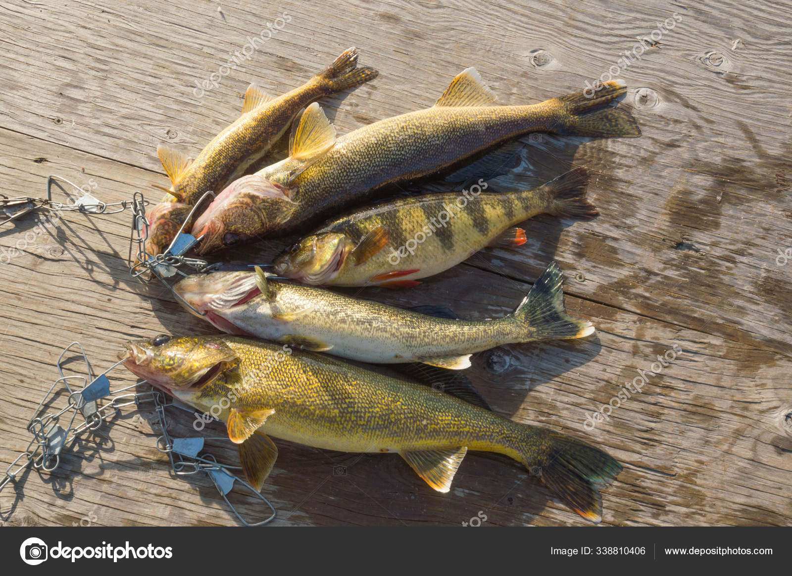 Walleye Perch Fish Caught Bound Stringer Laid Wooden Dock