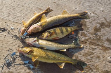 4 walleye and 1 perch fish caught bound by a stringer and laid on the wooden dock by the fisherman clipart