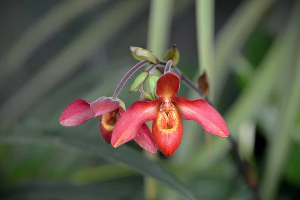 Güzel Orkide Çiçekleri Açar — Stok fotoğraf