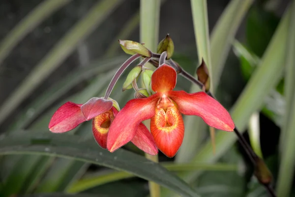 Vackra Orkidéer Blommor Kronblad Flora — Stockfoto