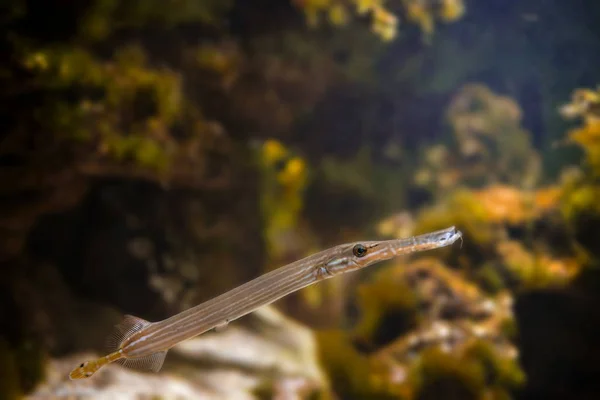 Scenic View Underwater World — Stockfoto