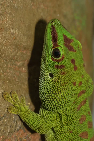 Închiderea Unui Pitic Turcoaz Gecko — Fotografie, imagine de stoc