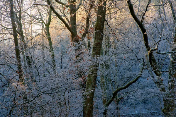 Humor Inverno Alemanha — Fotografia de Stock