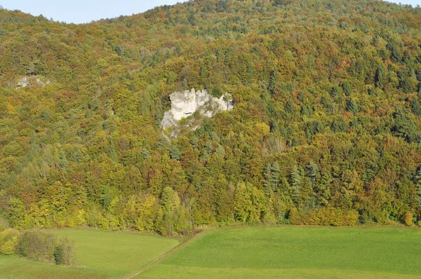 Flóra Divokého Lesa Dne — Stock fotografie