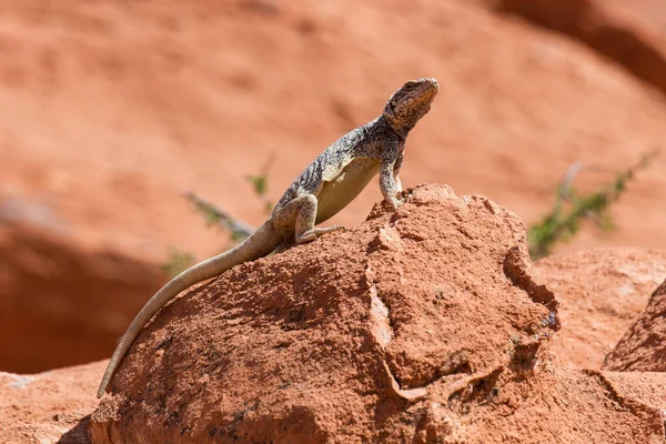 Ein Chuckwalla Nimmt Ein Sonnenbad Auf Einem Stein — стокове фото