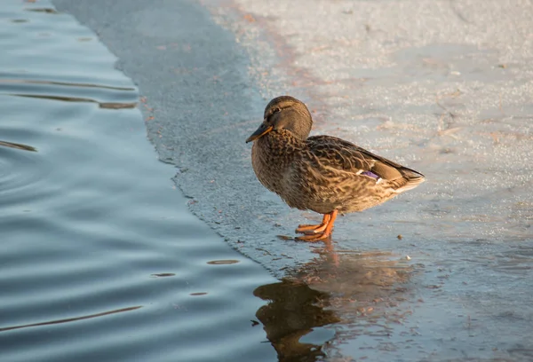 Eine Ente Auf Dem Eis Eines Gefrorenen Teiches — Stockfoto