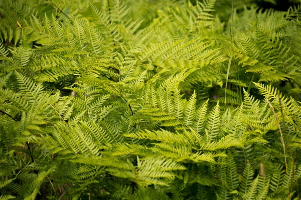 Una Colección Hojas Helecho Verde Brillante Creciendo Grupo — Foto de Stock