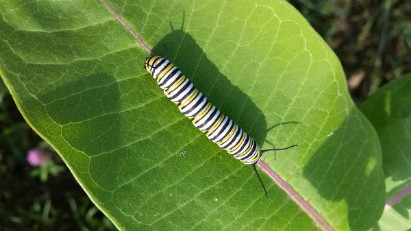 Primer Plano Una Oruga Monarca Sobre Hoja Milkweed Soleado Proyecta —  Fotos de Stock