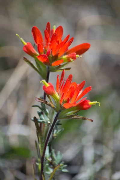 Color Rojo Brillante Estas Dos Flores Silvestres Vivo Contra Fondo — Foto de Stock