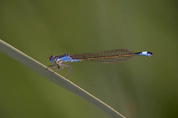Zblízka Malé Modré Vážky Rostlině Sedící — Stock fotografie