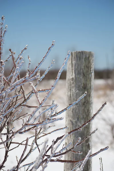 Bright Brilliant Closeup Ice Encrusted Twigs Old Cedar Fencepost Clear — Stock Photo, Image