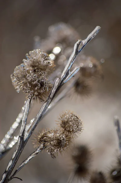氷嵐の後に氷に覆われたゴボウの抽象的なイメージです — ストック写真