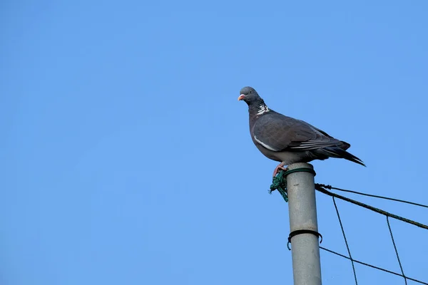 Pomba Sentado Poste Vigia — Fotografia de Stock