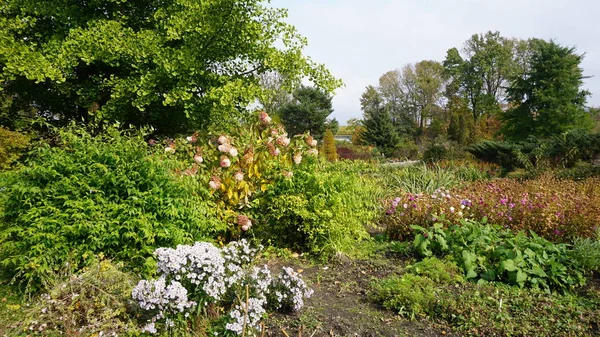 Beau Paysage Estival Avec Des Fleurs Des Plantes — Photo