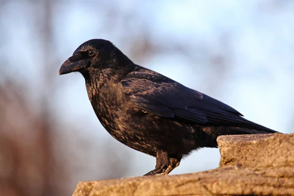 Κόρακας Του Carrion Crow Corvus Corone — Φωτογραφία Αρχείου