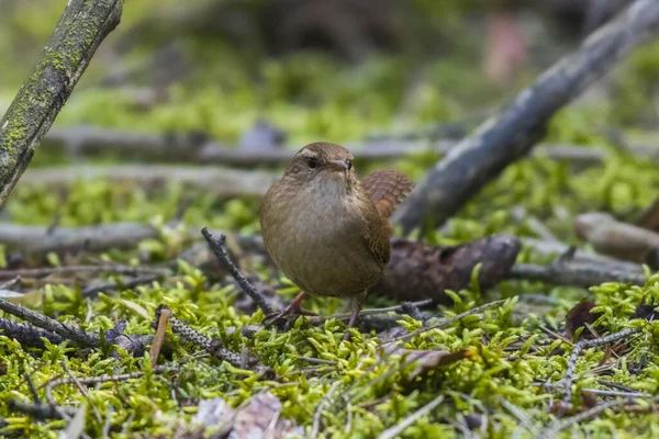 Aussichtsreiche Aussicht Auf Schöne Vögel Der Natur — Stockfoto