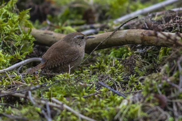 Vacker Utsikt Över Vacker Fågel Naturen — Stockfoto