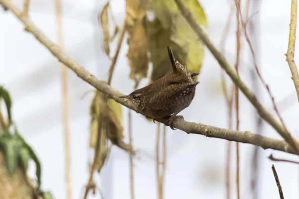 Vacker Utsikt Över Vacker Fågel Naturen — Stockfoto