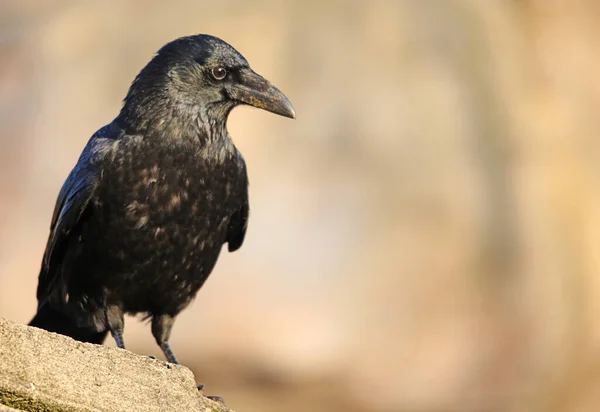 Close Dari Gagak Bangkai Corvus Corone Corone — Stok Foto