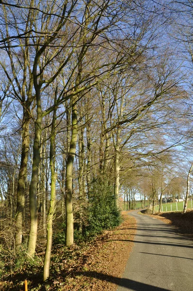 Laubholz Steht Herbst — Stockfoto