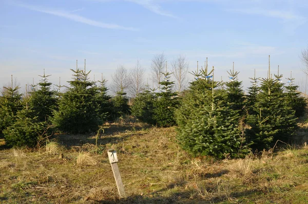 Noel Ağacı Kültürü Nordmann Köknar — Stok fotoğraf