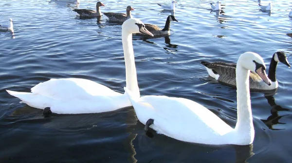 Two Swans Pond Park — Stock Photo, Image